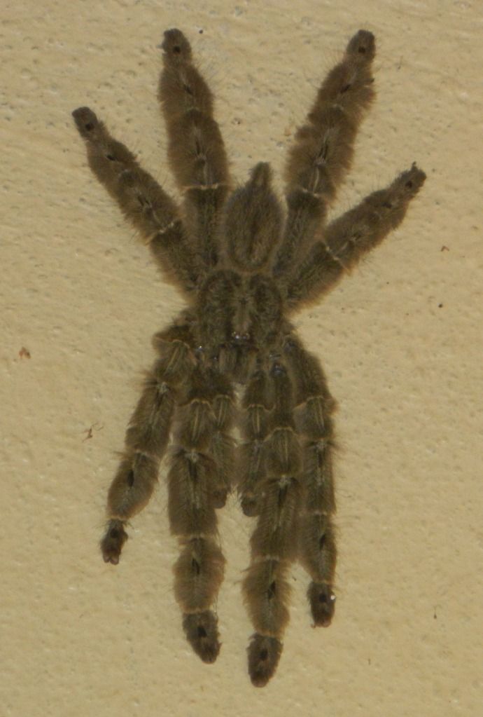 wc feather leg baboon tarantula should we keep it tarantula forum wc feather leg baboon tarantula should we keep it tarantula forum